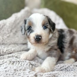 Cashew 💙 - Blue merle male Aussiedoodle puppy in Granbury, Texas from Triple Cross Doodles