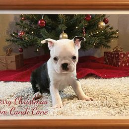 Girl 1 - Black and white female Boston Terrier puppy in North Central, Vermont from Windy Valley’s Bostons