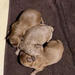 Male 2 - Cream male Goldendoodle puppy in Greenville, South Carolina from Law Doodles of SC