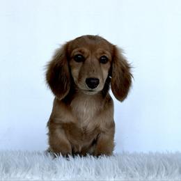 Taffy - Dachshund