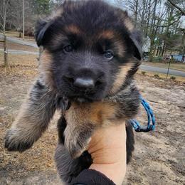 Boy 1 - Black and red male German Shepherd puppy in Roanoke, Alabama from Von Schönen Träumen German Shepherds
