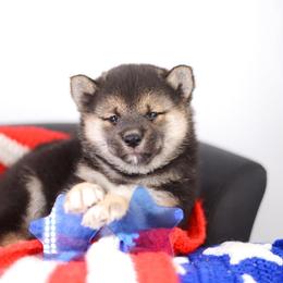 Fuki - Red Headed Black and Tan Boy - Black and tan male Shiba Inu puppy in Neosho, Missouri from Sunny Terrace Shibas