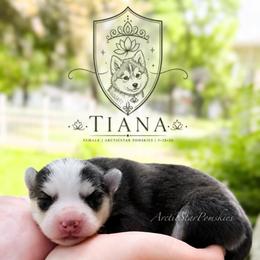 Girl 5 - Black and white female Pomsky puppy in Wausau, Wisconsin from Arctic Star Pomskies
