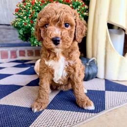 Girl 1 - Red  female Goldendoodle puppy in Philadelphia, Mississippi from Oakie Doodles