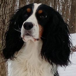 Denim - English Springer Spaniel