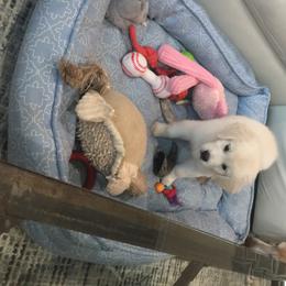 Golden Retriever Puppies from Chrysanthos Golden Retrievers