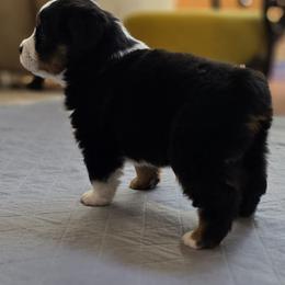Miniature American Shepherd Puppies from All About Me Miniature American Shepherds