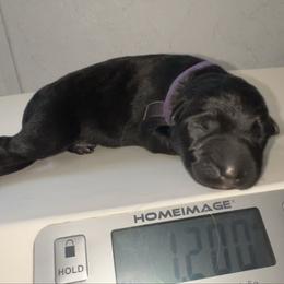 Charli - Black and red female German Shepherd puppy in Winterport, Maine from Vom Stevens Old Fashioned German Shepherds
