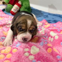 Red girl - Blue tan and white female Beagle puppy in New Tazewell, Tennessee from Sweet Warner Pugs & Beagles