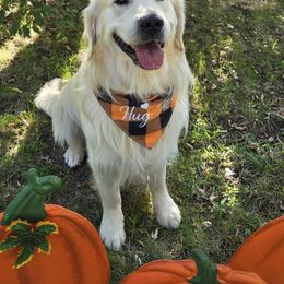 Summit - Golden Retriever