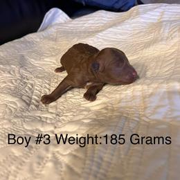 Boy 3 - Red male Cavapoo puppy in Pendleton, Oregon from Columbia Basin Cavapoos