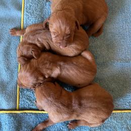 Girl 4 - Golden rust female Vizsla puppy in Albany, Texas from Big Country Kennels