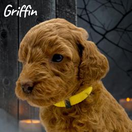 Griffin - Apricot male Goldendoodle puppy in Hughesville, Maryland from Fox Run Farm