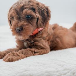 Red collar boy - Red  male Goldendoodle puppy in Hollister, Missouri from Wild Acres Goldendoodles