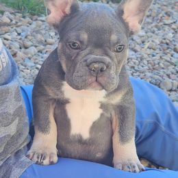 Brown boy - Blue tri-color male Bulldog puppy in Wellsville, New York from Little Bit of Heaven Kennel
