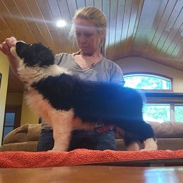 Girl 1 - Black and white female Border Collie puppy in Waterport, New York from Otter Creek Dogs