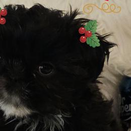 Shih Tzus from Shihtzucircusaz