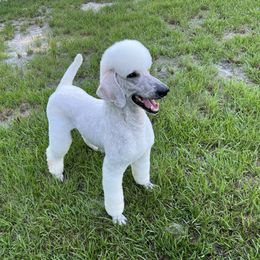 Vinny - White male Poodle puppy in Labelle, Florida from RomLein Standard Poodle