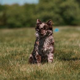 Asher - Brown merle male Mudi puppy in Franklinville, New Jersey from Velaris