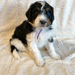 Bernedoodle Puppies from Scarlett Doodles