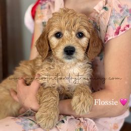Flossie - Red  female Goldendoodle puppy in Lancaster, Minnesota from North Star Dog Training