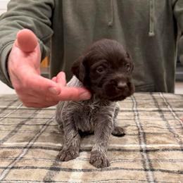 Boy 6 (Bentley) - Brown and gray male Wirehaired Pointing Griffon puppy in Shelley, Idaho from Western Gundogs
