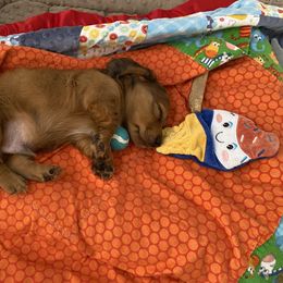 Dachshund Puppies from Ruby Desert Doxies
