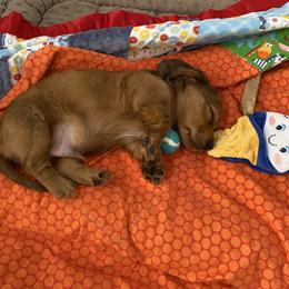 Dachshund Puppies from Ruby Desert Doxies