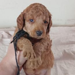 Reginald Majestic Embrace Medium Import Line - Apricot male Poodle puppy in Licking, Missouri from Majestic Embrace Poodles