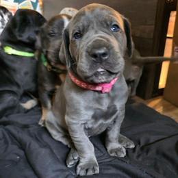 MADONNA Blue brindle point - Blue female Great Dane puppy in Port Clinton, Ohio from LakeSide Danes