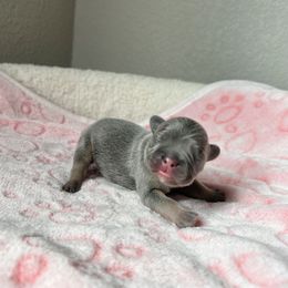 Benny - Blue male French Bulldog puppy in Colorado Springs, Colorado from Sun Mountain Frenchies