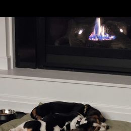 Basset Hound Puppies from Russell Bassets