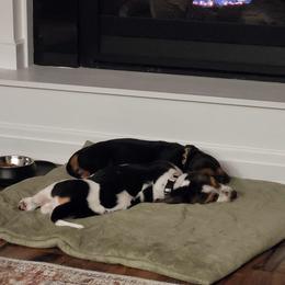 Basset Hound Puppies from Russell Bassets