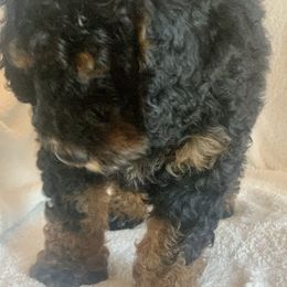 Bernedoodle Puppies from Hilary’s Doodle Ranch