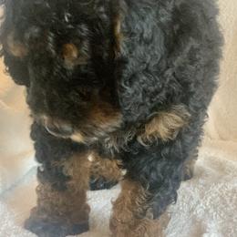 Bernedoodle Puppies from Hilary’s Doodle Ranch