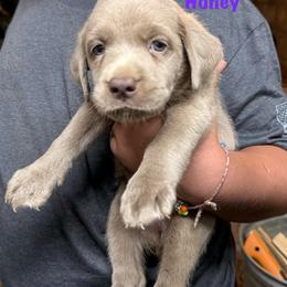 Honey - Silver female Dilute Retriever puppy in Somerset, Pennsylvania from Chickentown Labradors