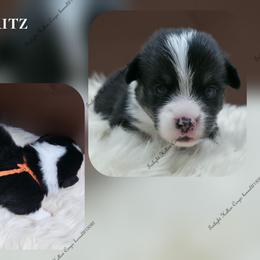 Fritz - Black and tan male Pembroke Welsh Corgi puppy in Charleroi, Pennsylvania from Twilight Hollow Corgis