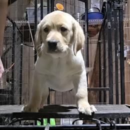 4th Pick Female - Yellow female Labrador Retriever puppy in Andrews, South Carolina from Leyland Cypress Retrievers