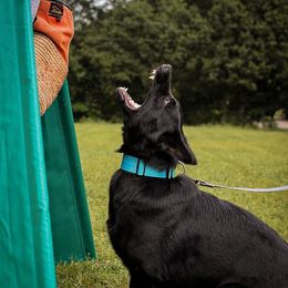 Jetta - German Shepherd