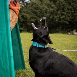 Jetta - German Shepherd