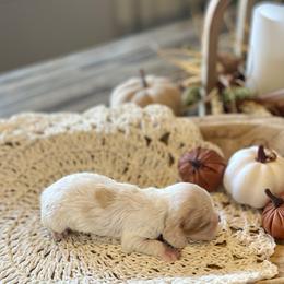 Frost - Cream male Cocker Spaniel puppy in Buffalo, Missouri from Thrasher Family Puppies