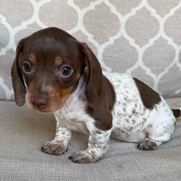 CKC Pippa - Piebald female Dachshund puppy in Joshua Tree, California from Desert Dreams Ranch