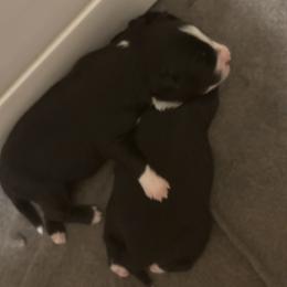 Border Collie Puppies from SoCal/Promise Land Border Collies