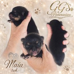 Maia - Black and tan female Pomeranian puppy in Oologah, Oklahoma from GG's Pomeranians
