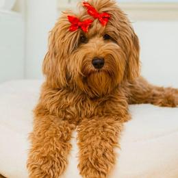 Lola - Goldendoodle