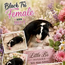 Black tri female Bonnie - Black tri female Miniature Australian Shepherd puppy in Nashville, Tennessee from Little B’s Aussies
