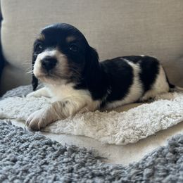 Dachshund and Poodle All Grown Up from Dailey Doodles and Dachshunds