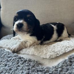 Dachshund and Poodle All Grown Up from Dailey Doodles and Dachshunds