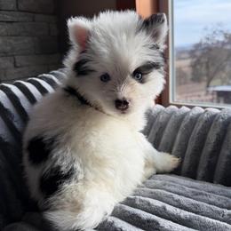 Timber - Black and white male Pomsky puppy in Mc Minnville, Oregon from West Coast Pomskies