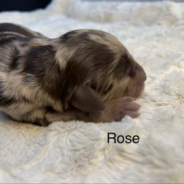 Rose - Merle female Goldendoodle puppy in New Ringgold, Pennsylvania from Hawk Mountain Doodles